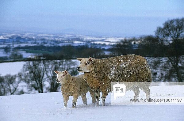 Hausschaf  Beltex-Mutterschaf und -Lamm im verschneiten Feld  Cumbria  England  Großbritannien  Europa