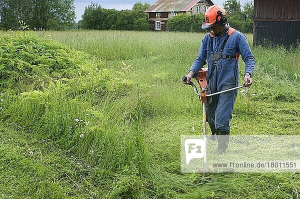 Mann mit Strimmer auf dem Bauernhof  schneidet die Vegetation um die Schuppen herum zurück  Schweden  Europa