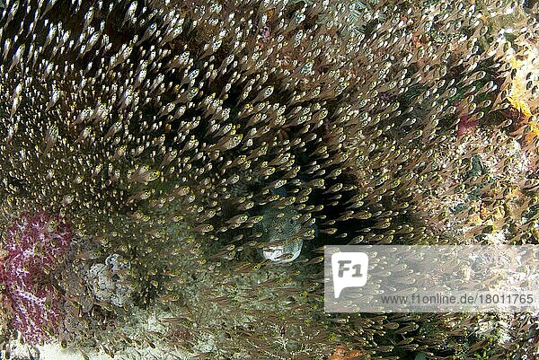 Golden Sweeper (Parapriacanthus ransonneti) Schwarm  schwimmt neben erwachsenen Sternkugelfischen (Arothron stellatus)  Dampier Straits  Raja Ampat Inseln (Vier Könige)  West Papua  Neuguinea  Indonesien  Asien