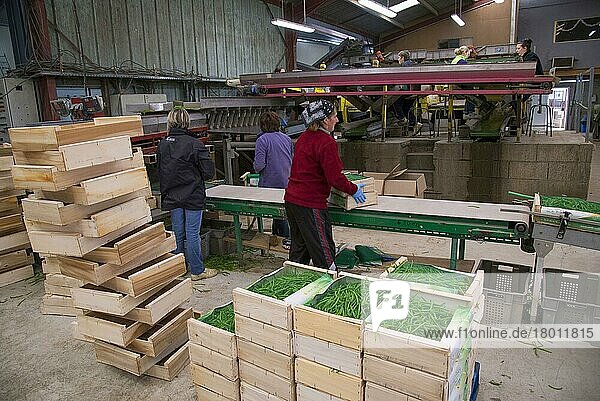 Ernte der französischen Bohne (Phaseolus vulgaris)  Arbeiter sortieren und verpacken die geernteten Hülsen  in der Nähe von Pouzay  Indre-et-Loire  Zentralfrankreich  September