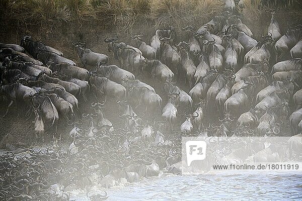 Östliche Streifengnu-Herde (Connochaetes taurinus) überquert den Mara-Fluss. Masai Mara-Nationalreservat  Kenia  Afrika