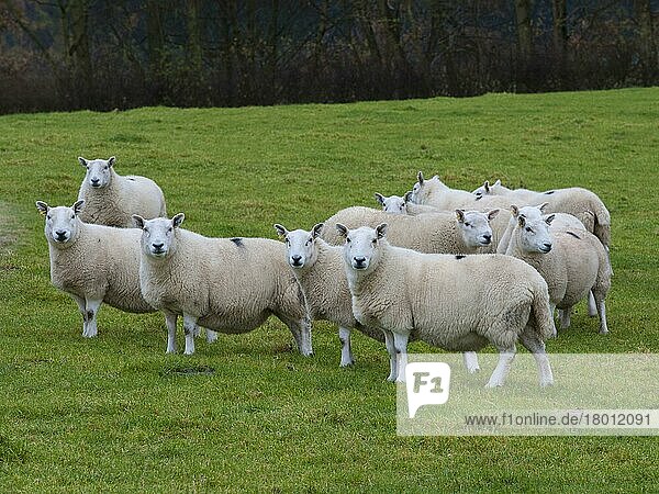 Domestic Sheep  North Country Cheviot ewes  Lairg type  flock standing in pasture  Langholm  Dumfriesshire  Scotland  United Kingdom  Europe