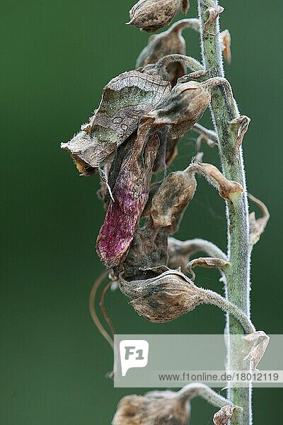 Brünierte Messingmotte (Diachrysia chrysitis) adult  getarnt auf dem Blütenkopf  Sheffield  South Yorkshire  England  Großbritannien  Europa