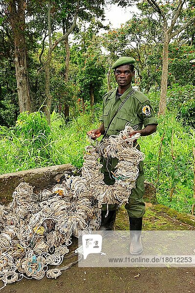 Wächter zeigt alle Tierfallen  die innerhalb von zwei Monaten im Virunga-Nationalpark  gesammelt wurden  Lebensraum des Berggorillas  Demokratische Republik Kongo