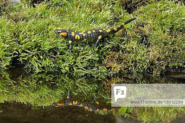 Feuersalamander (Salamandra salamandra)  erwachsen  über Moos am Teich spazierend mit Besinnung  Italien  Marsch  Europa