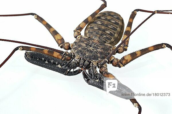 Tansanischer Riesen-Peitschenskorpion ohne Schwanz (Damon diadema)  Erwachsener  Nahaufnahme von angepassten zangenähnlichen Pedipalps