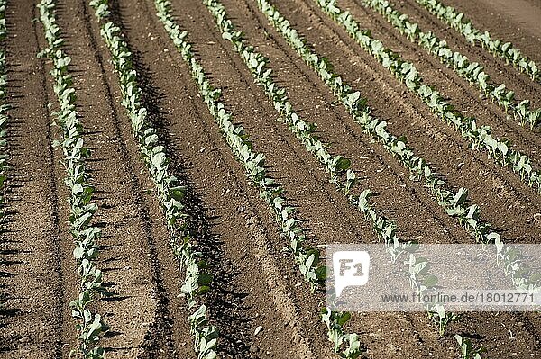 Rübenkultur (Brassica rapa var. rapa)  Sämlinge  die im Feld wachsen  Coupar Angus  Perth und Kinross  Schottland  August