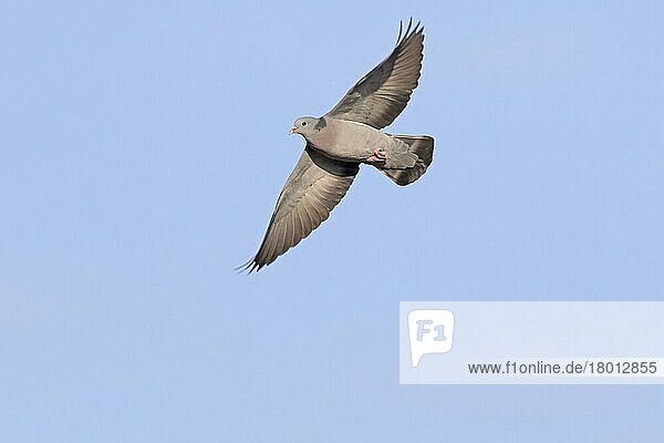 Hohltaube  Hohltauben (Columba oenas)  Tauben  Tiere  Vögel  Stock Dove adult  in flight  Norfolk  England  January