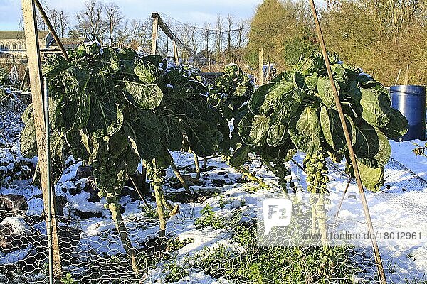 Ernte von Rosenkohl (Brassica oleracea)  in schneebedeckten Kleingärten in den Dörfern  Bacton  Suffolk  England  November