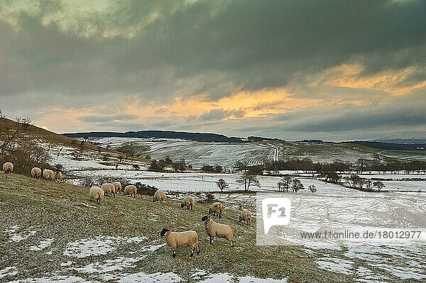 Hausschafe  Schottische Blackface-Mutterschafe  Herde auf schneebedeckten Weiden  Whitewell  Lancashire  England  Winter