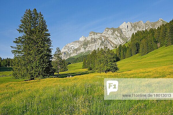 View of Lutertannen towards the Alpstein massif with Säntis in mountain spring  Canton Appenzell  Switzerland  Europe