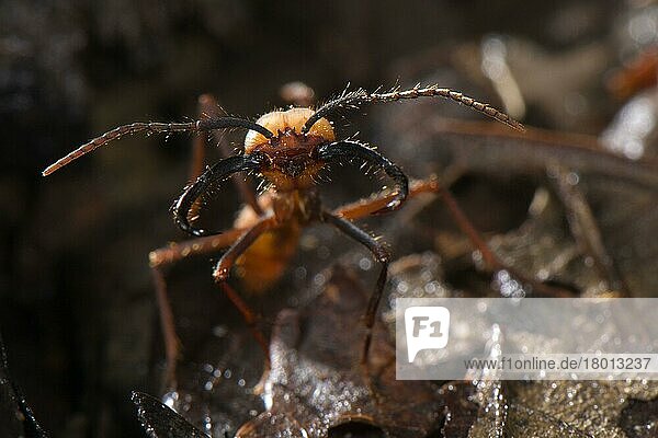 Burchell's army ant (Eciton burchellii) adult soldier  standing on leaf litter  Los Amigos Biological Station  Madre de Dios  Amazonia  Peru  South America