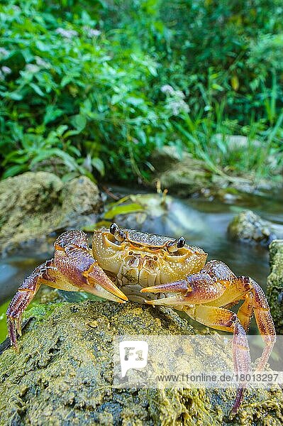 Freshwater Crab (Potamon fluviatilis) adult  on rock beside river habitat  Tuscany  Italy  Europe