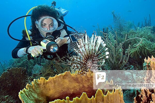 Diver and lionfish Isla pacific red lionfish (Pterois volitans)  Caribbean  America  Dominican Republic  Central America