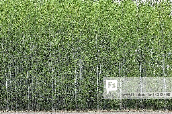 Espe  Aspe  Zitterpappel (Populus tremula)  Pappel  Weidengewächse  European Aspen dense plantation  Sweden