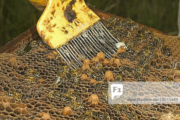 Bienenhaltung  Imker beim Entfernen unerwünschter Zellen aus dem Rahmen  Norfolk  England  Juli