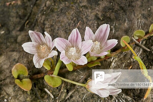 Nahaufnahme der Blüten von Moorpimpernel (Anagallis tenella)  die auf Heideland wachsen  Dorset  England  Juli