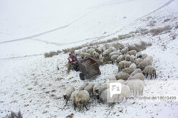Hausschafe  Swaledale-Herde  die sich während eines Schneesturms auf schneebedeckter Weide neben Quad und Anhänger mit Futter ernährt  Cumbria  England  Februar