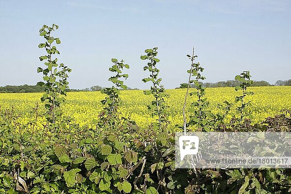 Gewöhnliche Hasel (Corylus avellana) wächst in der Hecke am Rande eines Rapsfeldes (Brassica napus)  Thorner  West Yorkshire  England  Mai