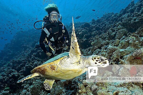 Diver and hawksbill sea turtle (Eretmochelys imbricata)  Dahab  Sinai  Gulf of Aqaba  Red Sea  Egypt  Africa