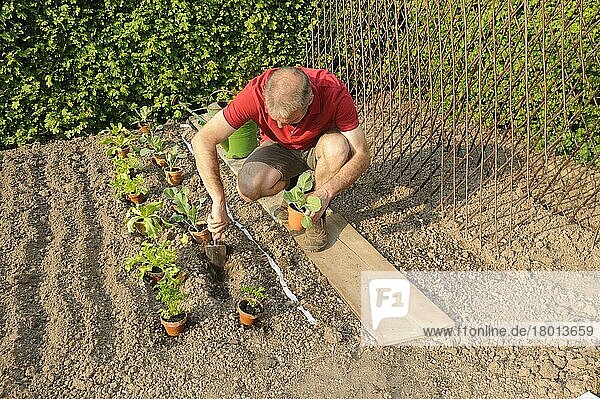 Man laying out vegetable patch  seed tape  planting vegetable plants  seedlings  shovel