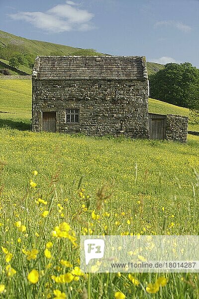 Steinscheune auf Wildblumenwiese  Muker  Swaledale  Yorkshire Dales N. P. North Yorkshire  England  Juni