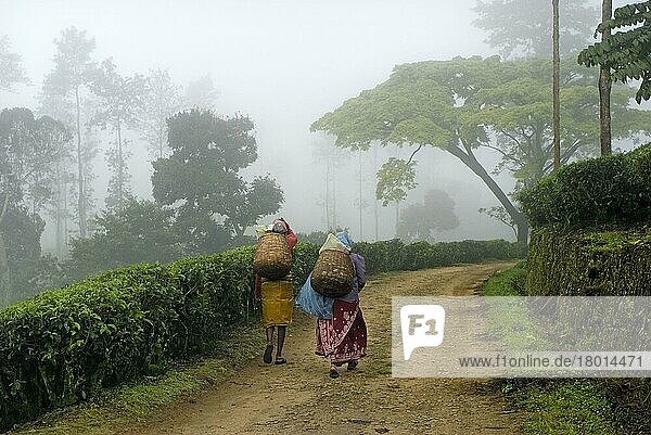 Tee (Camellia sinensis) -Plantage  Arbeiterinnen auf dem Weg zu den Feldern im Nebel  Idukki  Western Ghats  Kerala  Indien  Asien