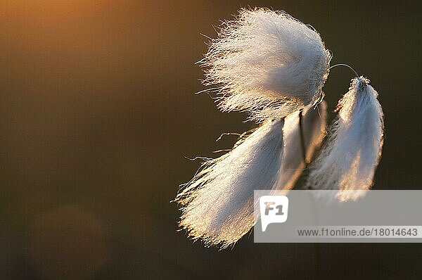 Gemeines Wollgras (Eriophorum angustifolium) Nahaufnahme der Samenköpfe  die bei Sonnenuntergang auf Tieflandheiden wachsen  Hothfield-Heide  Hothfield  Kent  England  Juli