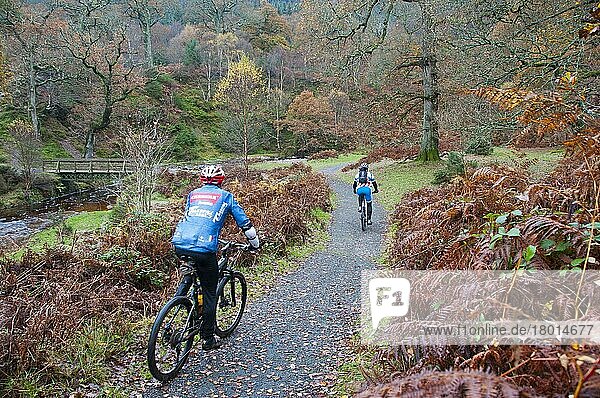 Cyclists mountainbiking along track on country estate  Powerscourt Estate  Enniskerry  County Wicklow  Ireland  Europe
