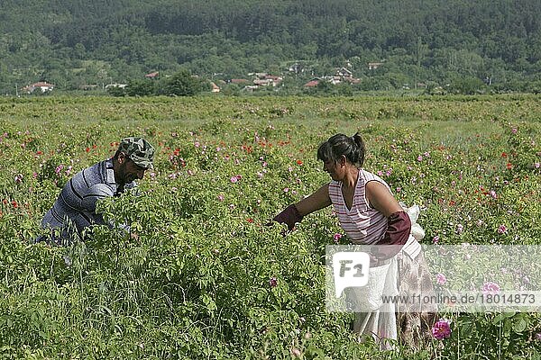 Landarbeiter bei der Ernte von kommerziell angebauten Rosenknospen (Rosa sp.) für die Parfümindustrie  Zentralbulgarien  Mai