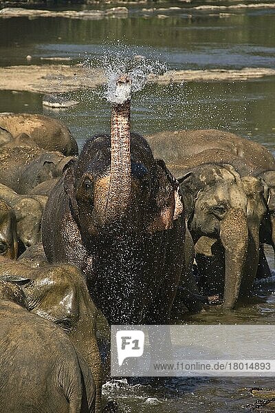 Asiatischer Elefant  Indischer Elefant  Asiatische Elefanten  Indische Elefanten  Elefanten  Säugetiere  Tiere  Asian Elephant squirting water  Maha Oya River  Sri Lanka  Asien