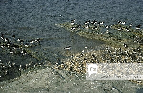 Watvögel  Gemischte Gruppen Große Gruppe von Watvögeln  mit Knoten  Austernfischer und Rotschenkel an Gewässern