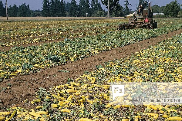 Cucumber (Cucumis sativus) crop  mature seed fruit  swept into rows for harvest by machinery  Oregon (U.) S. A