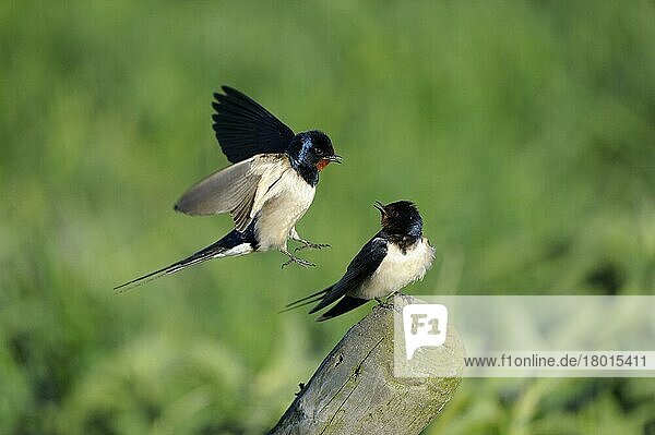 Barn swallows (Hirundo rustica)  pair  male flies to copula  swallow  swallows  Netherlands
