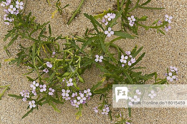 Meeresrakete (Cakile maritima ssp. integrifolia) in Blüte und Frucht  auf Sanddünen wachsend  August