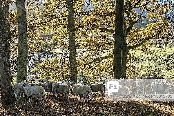 Domestic Sheep  flock standing amongst trees in autumn colour  Marshaw  Forest of Bowland  Lancashire  England  United Kingdom  Europe
