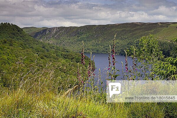Blühender Fingerhut (Digitalis purpurea)  der am Hang mit Blick auf den Stausee  Garreg Ddu Reservoir  Elan Valley  Powys  Wales  wächst. Juni