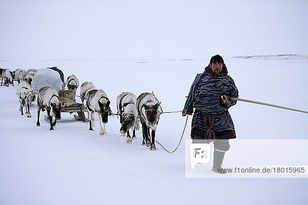 Sergueï Chorolya  Nenets herder leading train of Reindeer (Rangifer tarandus) sleds on his spring migration in the tundra  Yar-Sale district  Yamal  Northwest Siberia  Russia  Europe