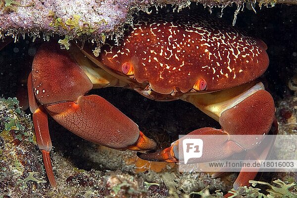 Coral stone crab (Carpillus corallinus)  round crab  Bahamas  Central America