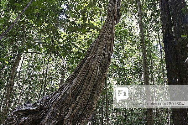 Stems of monkey ladder (Bauhinia sp.)  Iwokrama rainforest  Guiana Shield  Guyana  South America