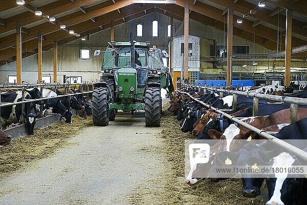 Milchviehhaltung  Milchkuhherde  Kühe  die sich von Silage ernähren  vom Traktor mit Keenan-Mischfutterwagen entladen  in loser Unterbringung auf Biobauernhof  Schweden  August  Europa