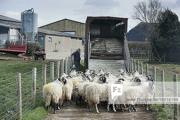 Schafzucht  Swaledale-Herde  wird auf Viehwagen verladen  kommt nach dem Winteraufenthalt nach Hause  Cumbria  England  März