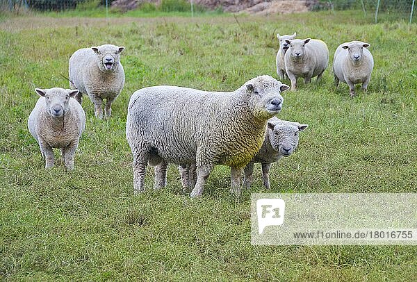 Domestic Sheep  Southdown ram and ewes  with raddle dye on chest  standing in pasture  Diss  Norfolk  England  United Kingdom  Europe