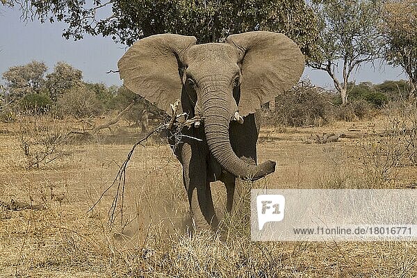 Afrikanischer Elefantnische Elefanten  Elefanten  Säugetiere  Tiere  Aggressive African Elephant