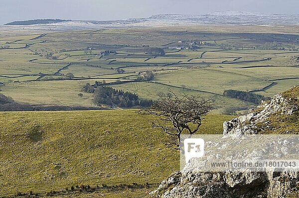 Blick auf das Hochland mit dem nackten Weißdornbaum  der auf Kalksteinfelsen wächst  Common Scars  Yorkshire Dales N. P. North Yorkshire  England  Februar