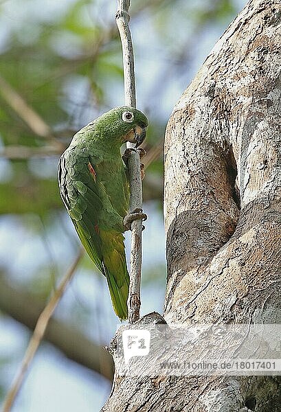 Mehliger Papagei (Amazona farinosa)  erwachsen  Baumloch inspizierend  auf einem Ast sitzend  Darien  Panama  Mai  Mittelamerika