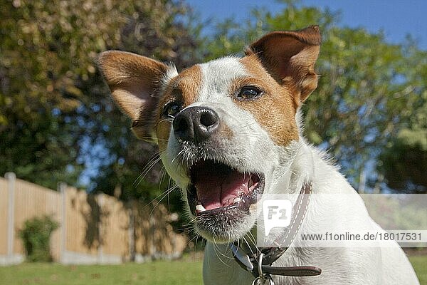 Haushund  Parson Russell Terrier  erwachsen  Nahaufnahme des Kopfes  Bellen im Garten  England  August