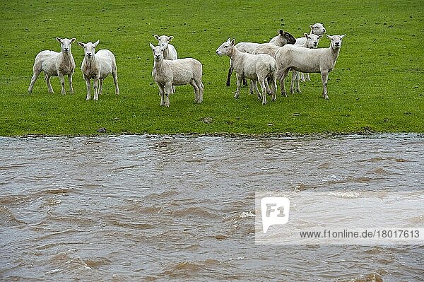 Hausschafe  Herde  die durch einen überfluteten Fluss auf der Weide gestrandet ist  Cumbria  England  Mai