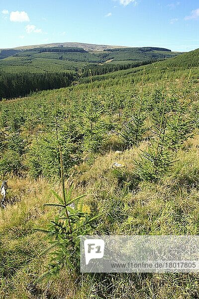 Pflanzung der altersgemischten Sitka-Fichte (Picea sitchensis)  Hafren Forest  Powys  Wales  Oktober