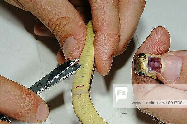 Westliche Peitschenschlange (Hierophis viridiflavus) adult  die von einem Herpetologen markiert wird  der ventrale Schuppen durchschneidet  nicht-invasive Erkennungsmethode  Italien  Europa